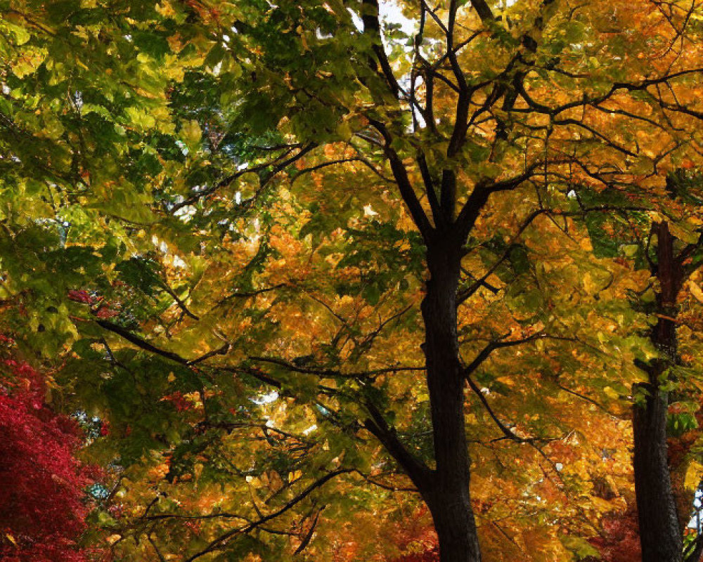 Colorful autumn leaves in yellow, green, and red against clear sky