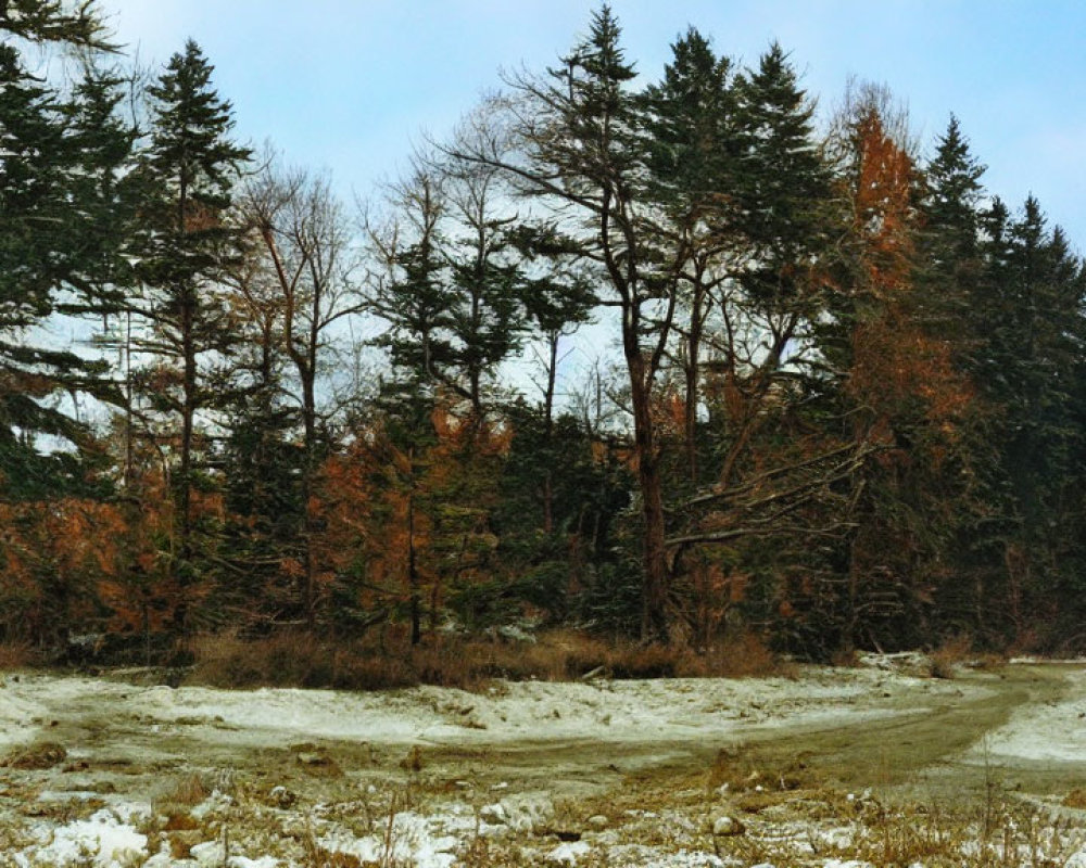 Snowy Clearing Transitioning to Winter Forest Under Overcast Sky