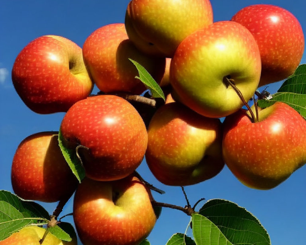 Ripe red apples with a hint of yellow against clear blue sky