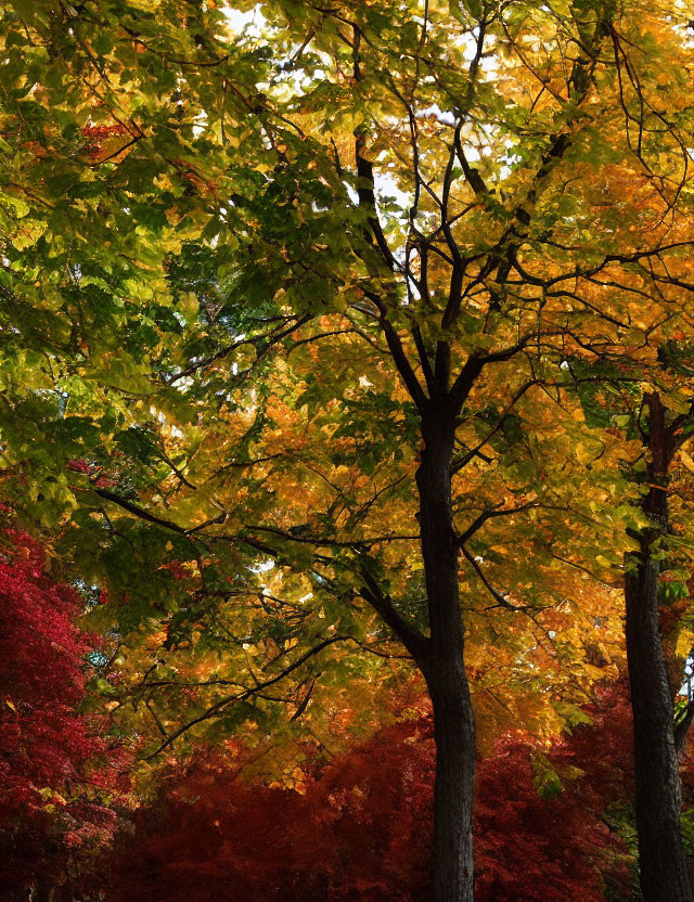 Colorful autumn leaves in yellow, green, and red against clear sky