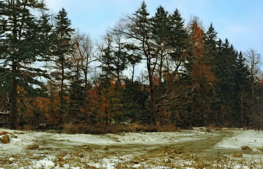 Snowy Clearing Transitioning to Winter Forest Under Overcast Sky