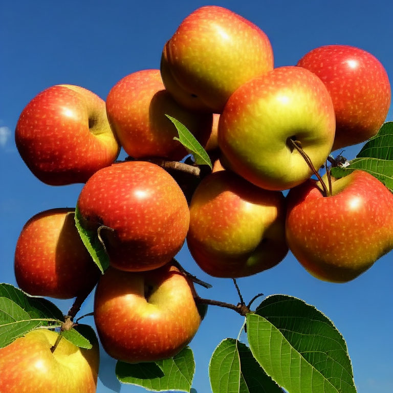 Ripe red apples with a hint of yellow against clear blue sky