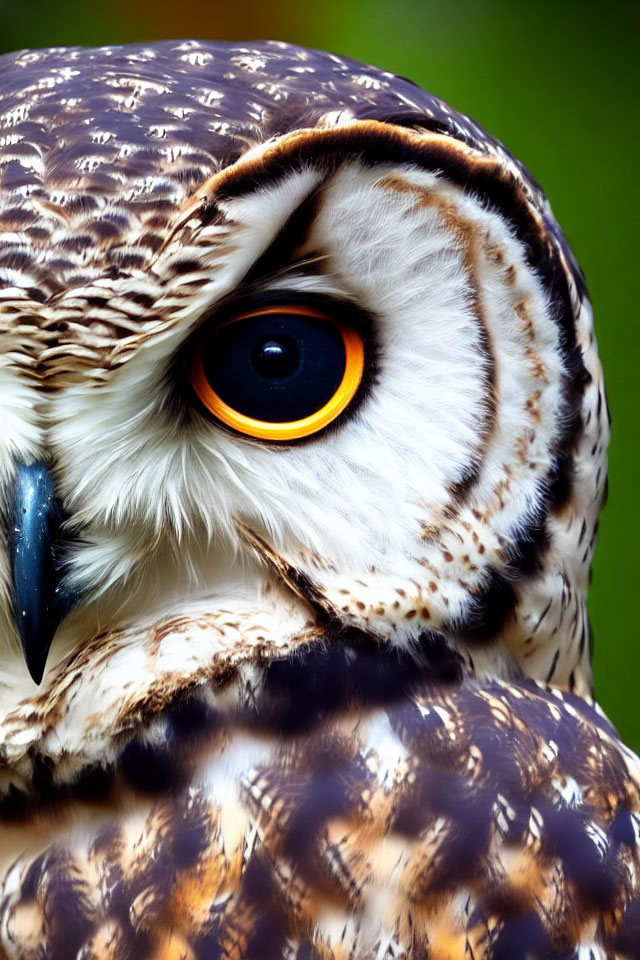 Detailed Owl Portrait with Yellow Eye and Speckled Plumage