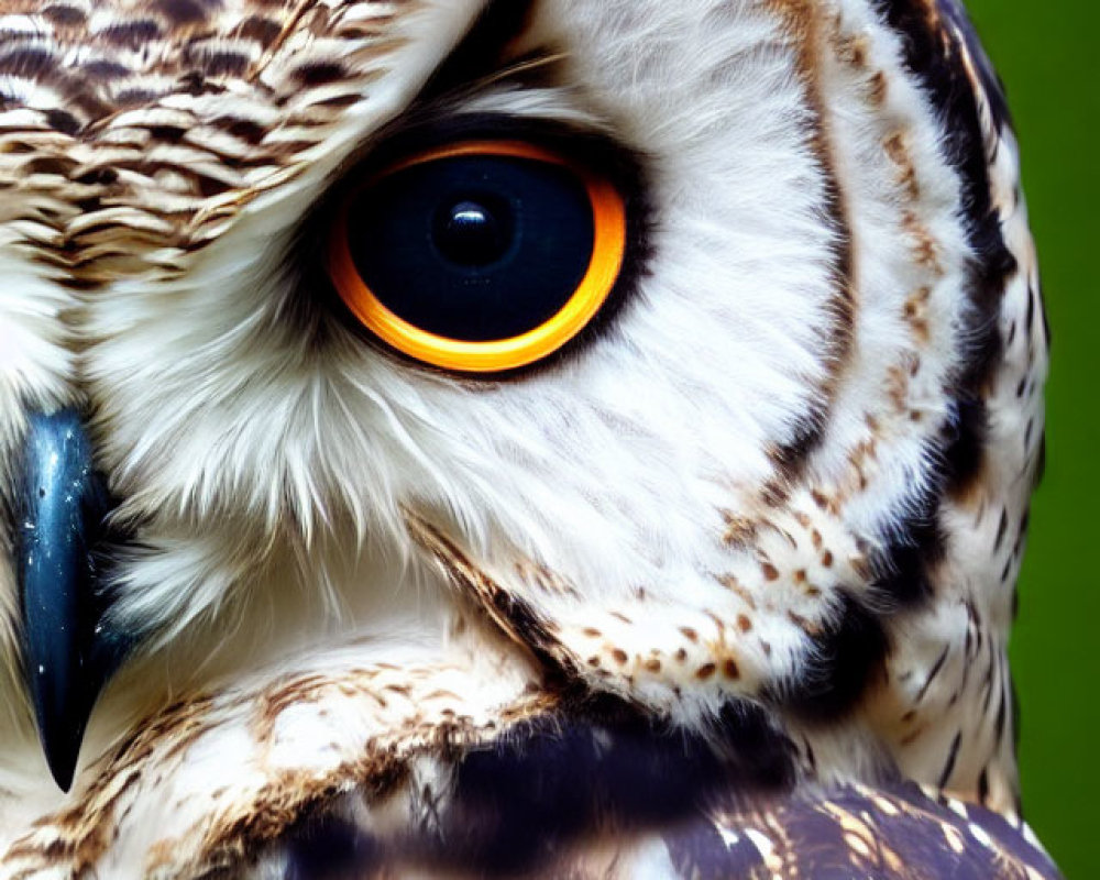 Detailed Owl Portrait with Yellow Eye and Speckled Plumage