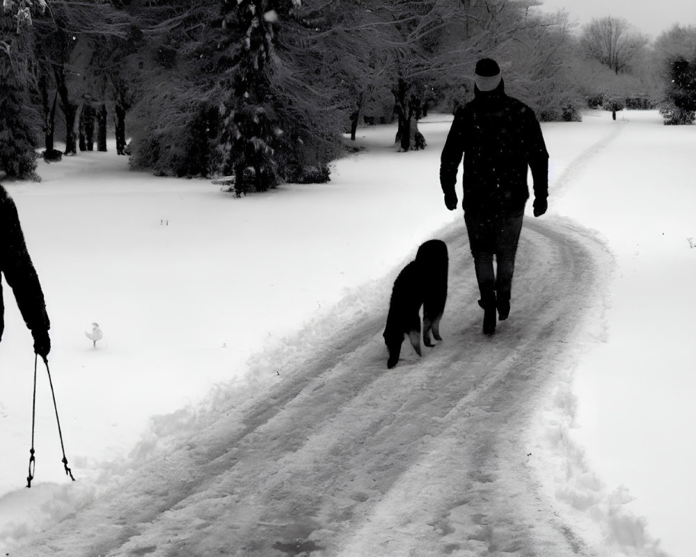 Two people in wintry park: one walking dog, one carrying ski poles