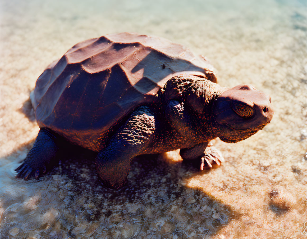 Brown Turtle