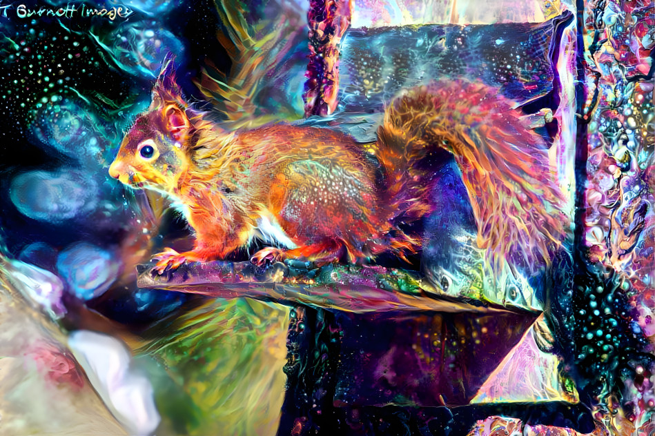 Dreamy Squirrel 