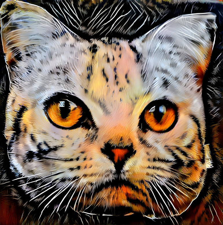 Katze2