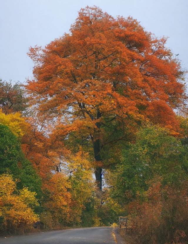 Scenic forest road with vibrant autumn foliage