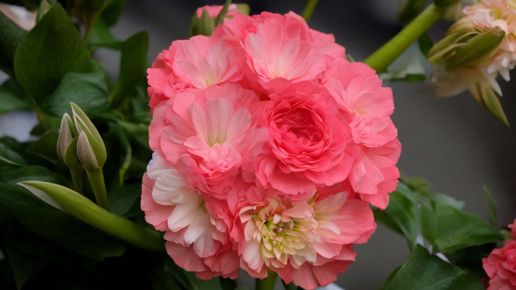 Soft Pink Geranium Flowers in Full Bloom with Green Leaves