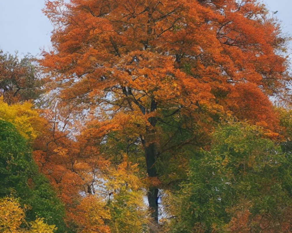 Scenic forest road with vibrant autumn foliage