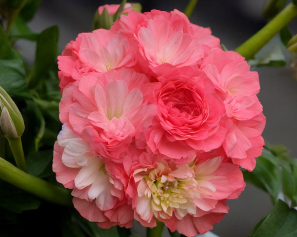 Soft Pink Geranium Flowers in Full Bloom with Green Leaves