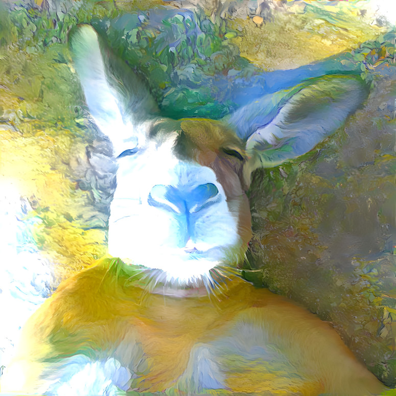 kangaroo