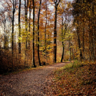 Autumn forest path painting with dappled sunlight