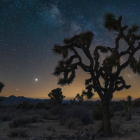 Stylized tree in whimsical night scene with star-filled sky