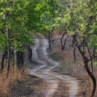 Lush Green Trees & Wildflowers Along Forest Path