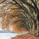 Tranquil landscape with row of trees, calm lake, lush canopies, and colorful flowers