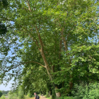 Majestic tree with thick trunk and sprawling branches in lush meadow