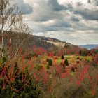 Colorful Flower Meadow at Sunset with Trees and Hills