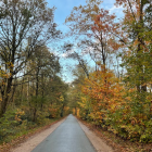 Tranquil Autumn Forest Path with Vibrant Trees