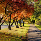 Colorful Forest Path Painting with Whimsical Style