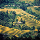 Vibrant green fields and rolling hills with scattered farmhouses under a sunny sky