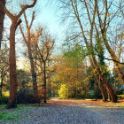 Tranquil forest pathway with lush greenery and vibrant foliage