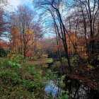 Colorful Lighting in Misty Forest Reflecting in Serene Pond