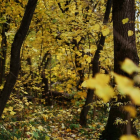 Person in Red Outfit Stands Among Tall Trees in Forest