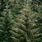 Winter scene: Snow-covered trees under starry sky