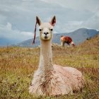 White Dragon-Like Creature in Grass Field with Mountains