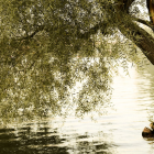 Verdant tree with mosaic-like foliage by serene water