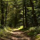 Colorful Forest Painting with Sunlit Path & Towering Trees