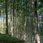 Scenic winter forest with tall pines, snow-covered ground, winding path, and warm sunlight.