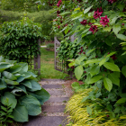 Ornate iron gate in lush garden with flowering vines