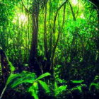 Tropical Jungle with Dense Foliage and Sunlight Filtering Through Canopy