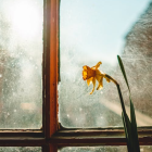 Sunlit watercolor painting of a flower by a garden window