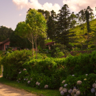 Lush Green Topiary and Colorful Flowers in Sunlit Garden