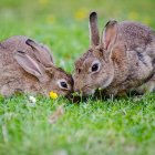 Rabbits snuggling in lush green meadow with yellow flowers