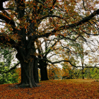 Majestic tree in vibrant autumn forest with wide trunk and sprawling branches