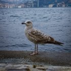 Colorful Bird with Intricate Feathers on Rocky Shore