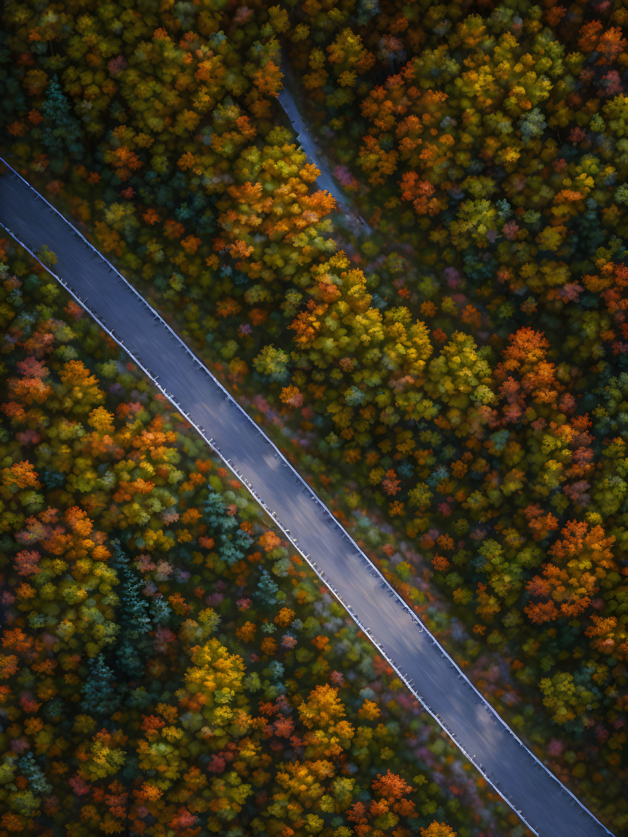 Curving Road Through Dense Autumn Forest