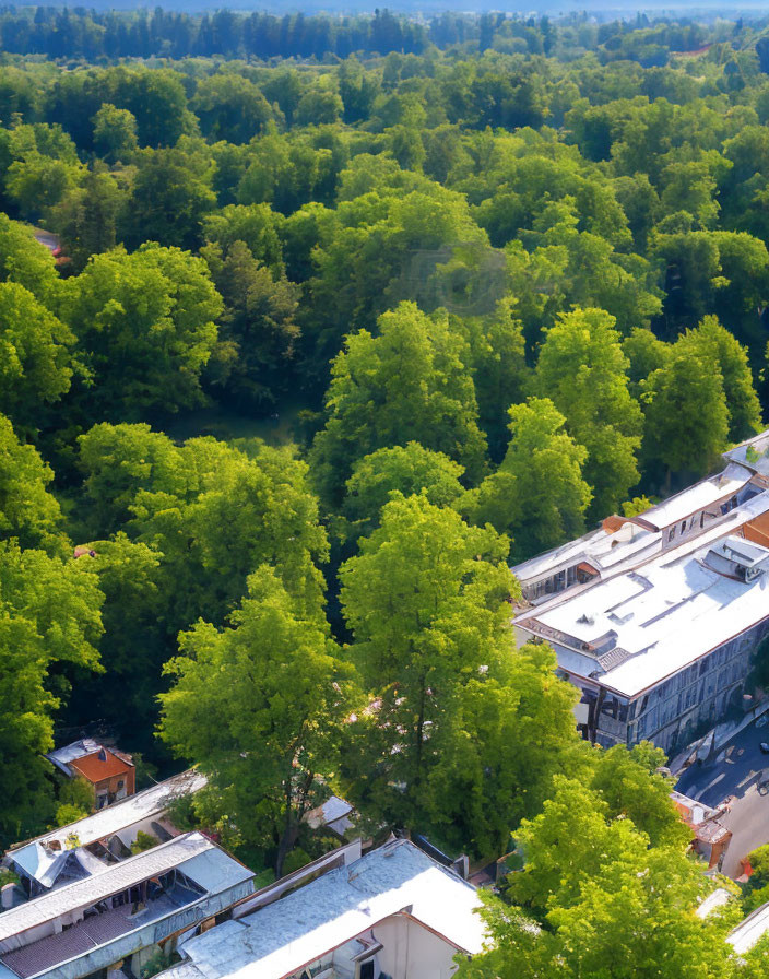 Lush Green Forest and White Rooftop Buildings Under Sunny Sky