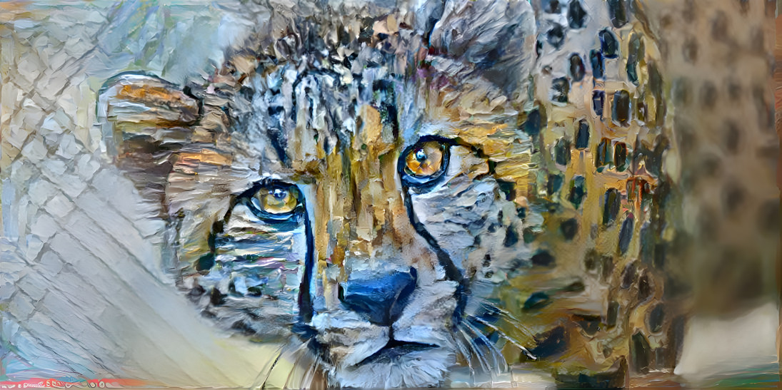 cheetah