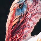 Surreal image: Woman with pink hair merged with bird plumage