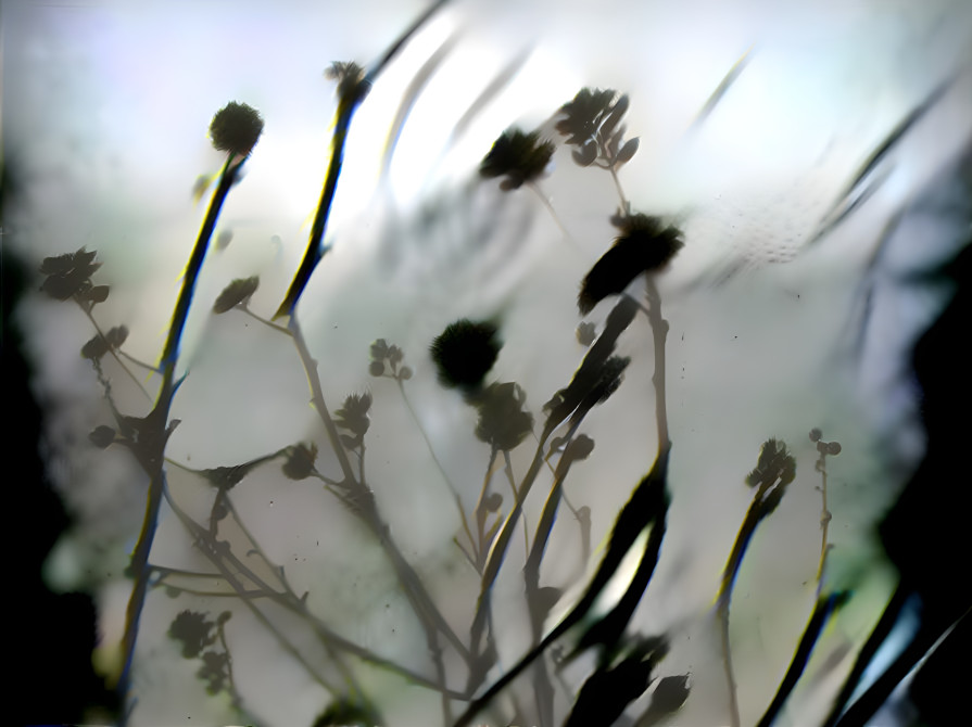 Coneflowers 