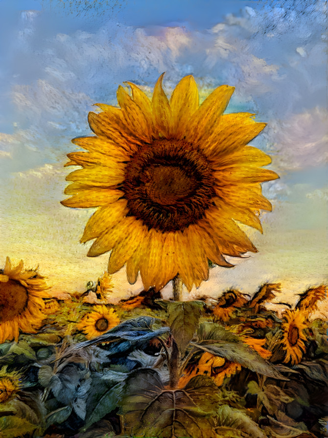 sunflower