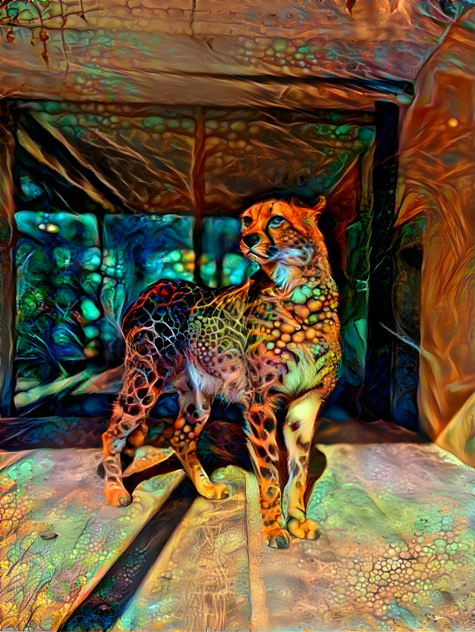 Cheetah