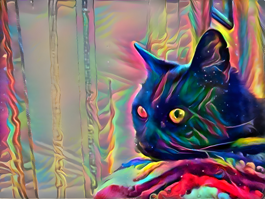 cat of many colors (2)