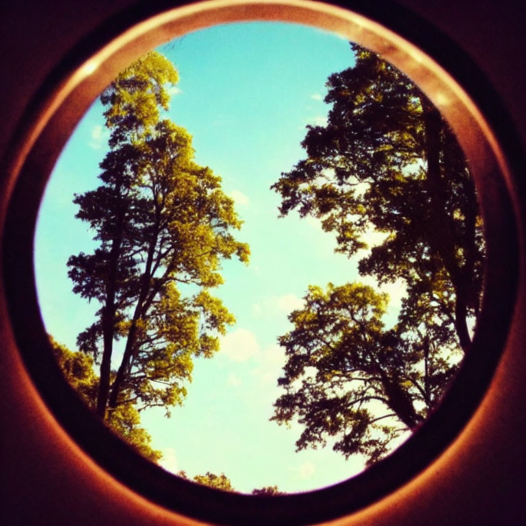 Circular Frame of Tall Green Trees Against Blue Sky